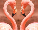 Flamingos forming a heart paint by numbers kit for beginners