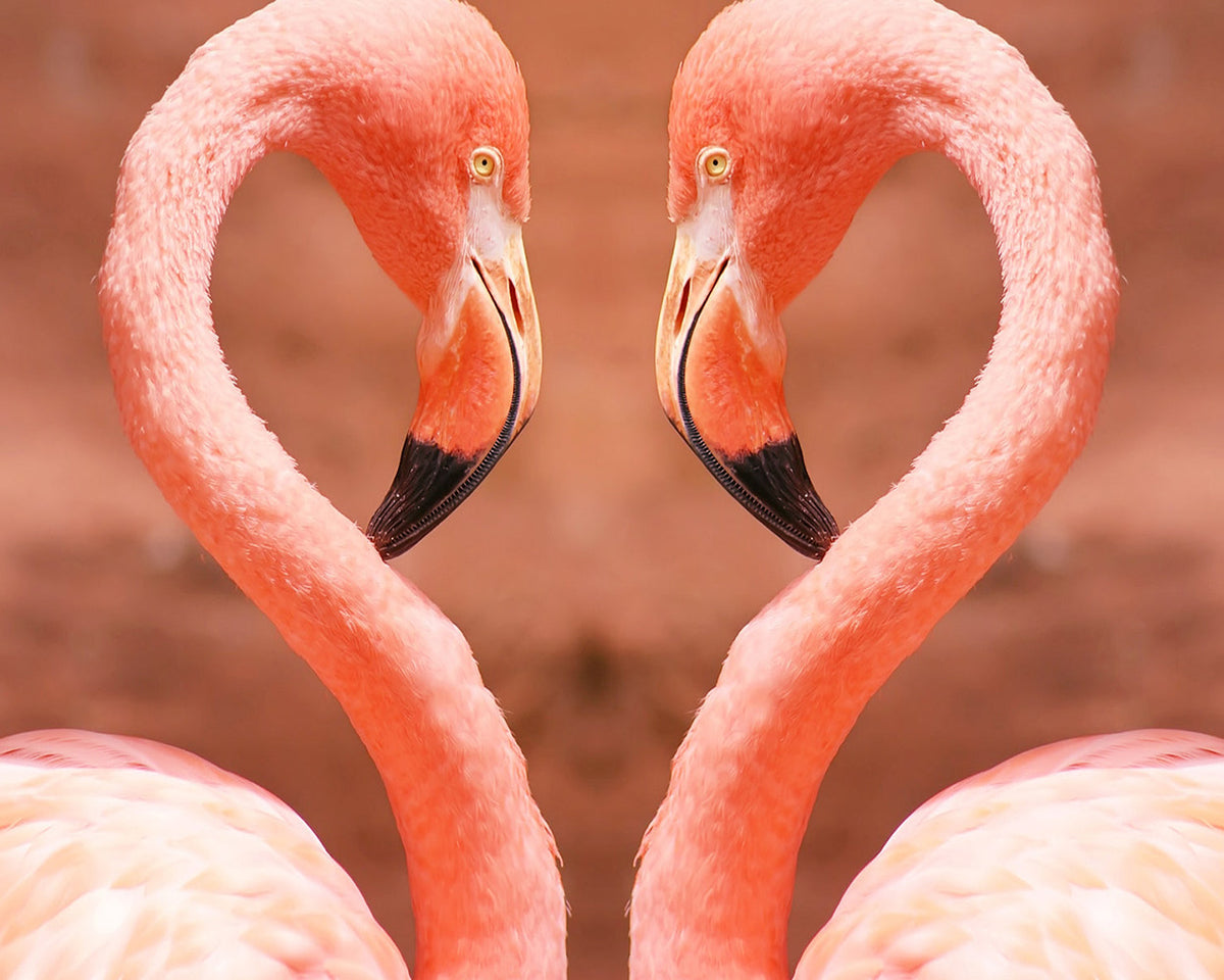 Flamingos forming a heart paint by numbers kit for beginners