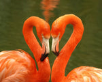 Flamingos heart on green water cross stitch kit for beginners