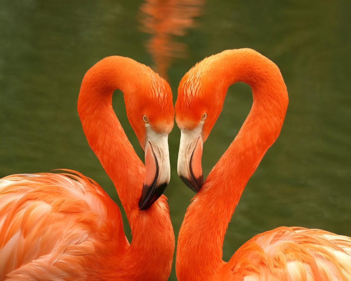 Flamingos heart on green water paint by numbers kit for beginners