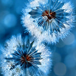 Frosty blue dandelions paint by numbers kit for beginners