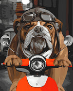 Funny bulldog on a motorbike paint by numbers kit for beginners