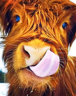 Funny highland cow licking lips cross stitch kit for beginners