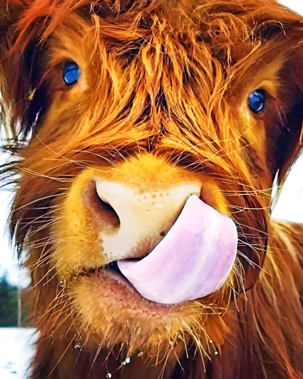Funny highland cow licking lips cross stitch kit for beginners