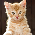 Ginger kitten in sunlight cross stitch kit for beginners