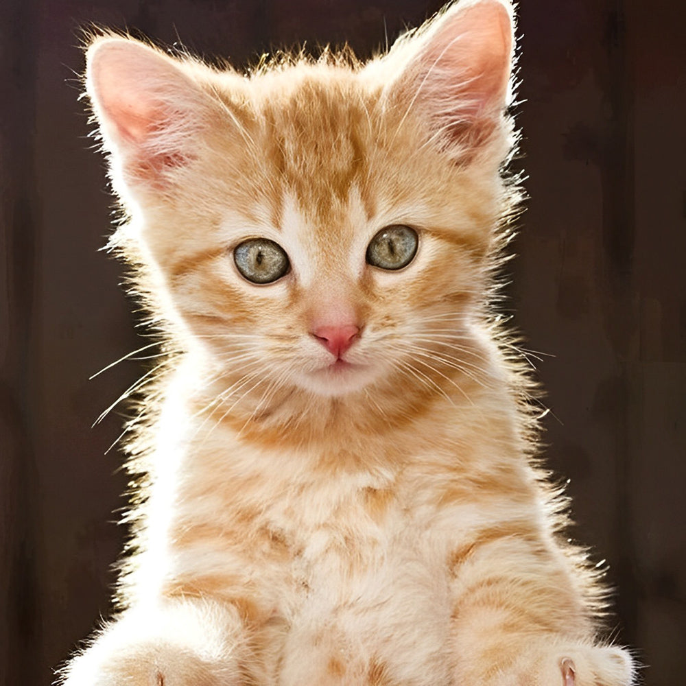 Ginger kitten in sunlight cross stitch kit for beginners