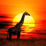 Giraffe silhouette at sunset cross stitch kit for beginners