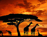 Giraffe silhouettes at sunset cross stitch kit for beginners