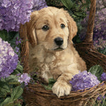 Golden retriever puppy in hydrangeas cross stitch kit for beginners