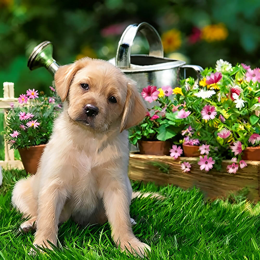 Golden retriever puppy in the garden cross stitch kit for beginners