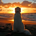 Golden retriever watching the sunset cross stitch kit for beginners