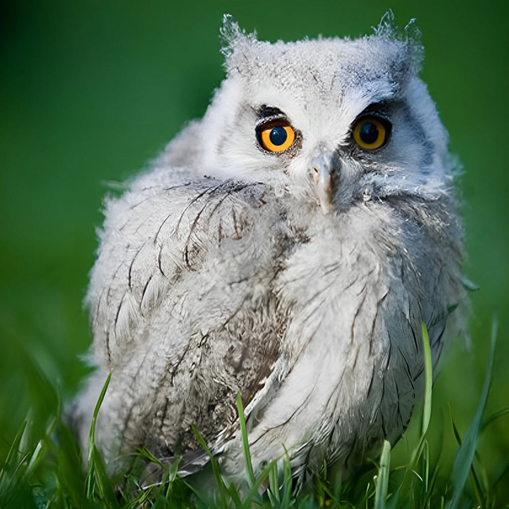 Grey owl sitting in grass cross stitch kit for beginners