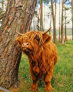 Highland cow by a tree cross stitch kit for beginners