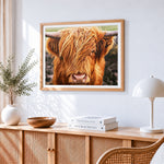 Highland cow close up paint by numbers artwork displayed on wall as home decor