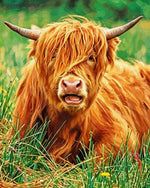 Highland cow in grass cross stitch kit for beginners
