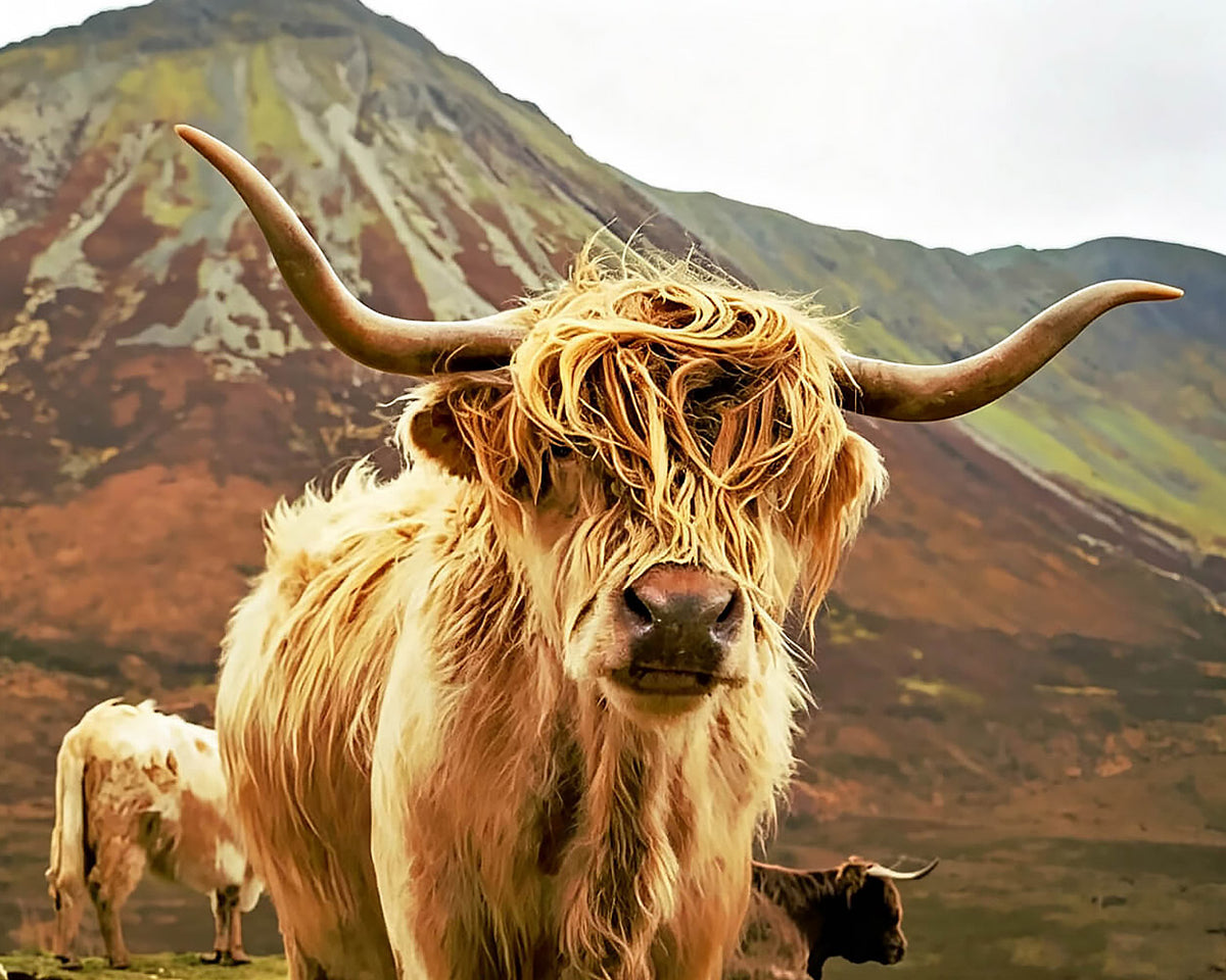 Highland cow in mountains cross stitch kit for beginners