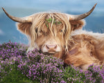 Highland cow in purple heather cross stitch kit for beginners