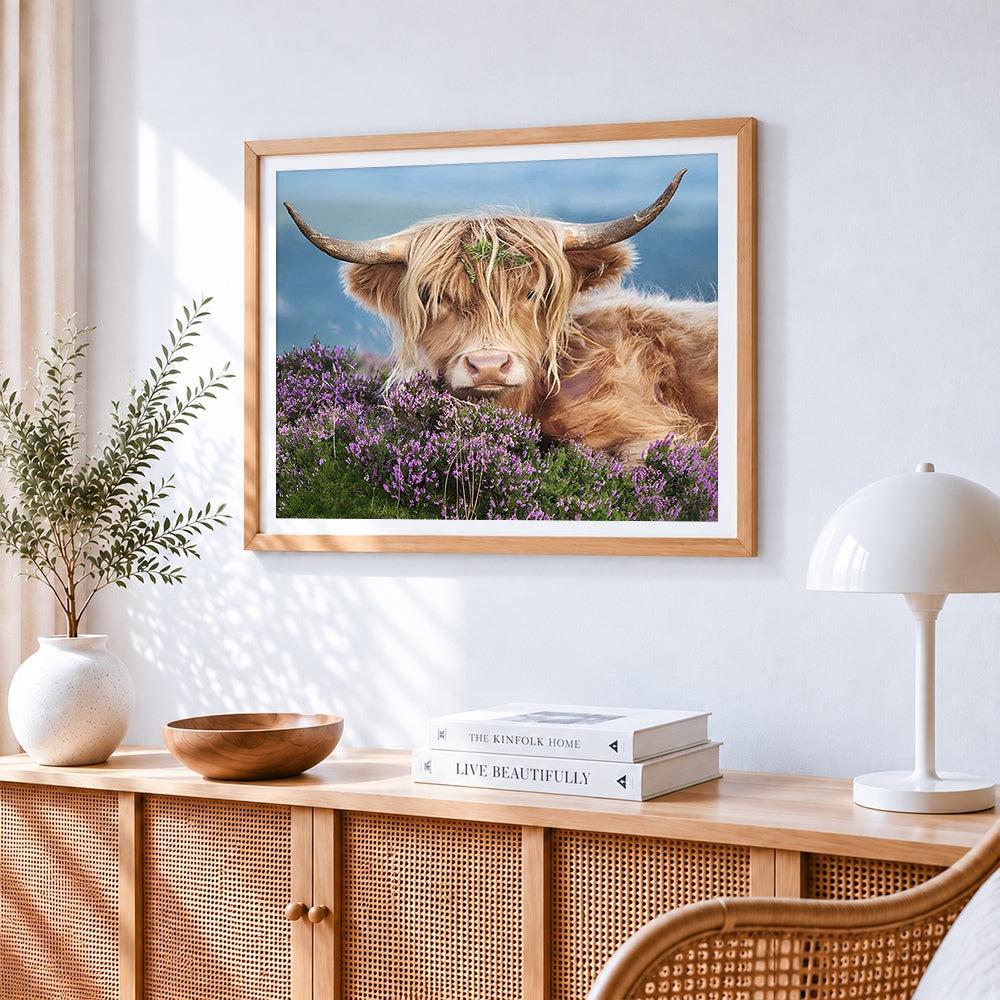 Highland cow in purple heather paint by numbers artwork displayed on wall as home decor