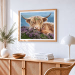 Highland cow in purple heather paint by numbers artwork displayed on wall as home decor