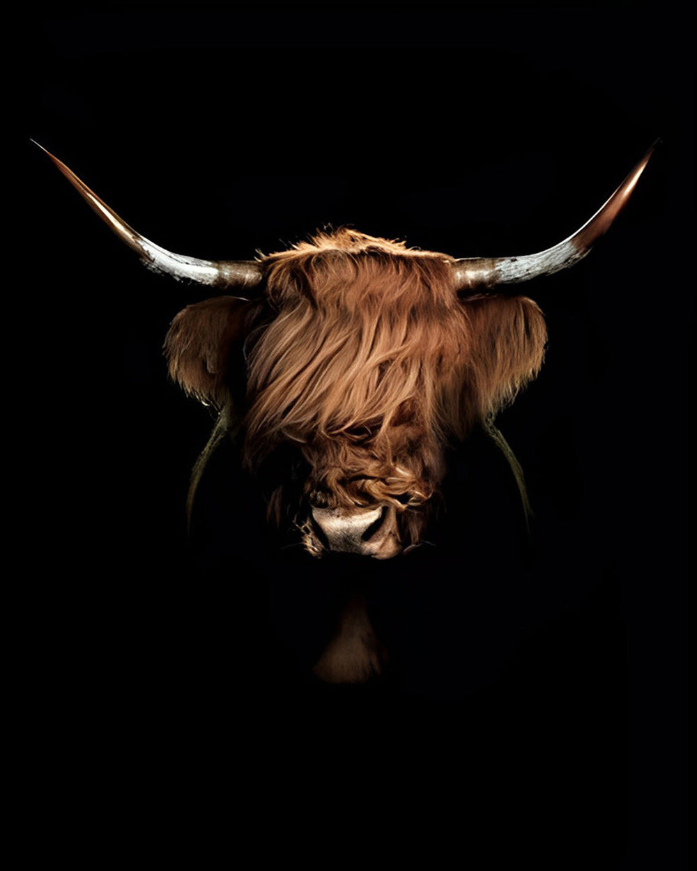 Highland cow on black background cross stitch kit for beginners