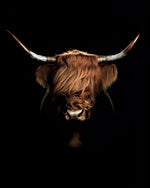 Highland cow on black background cross stitch kit for beginners