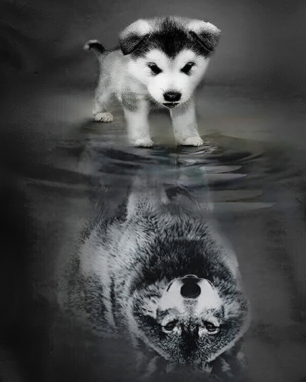 Husky puppy water reflection cross stitch kit for beginners