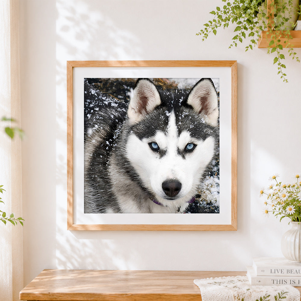 Finished husky with blue eyes in the snow cross stitch artwork displayed