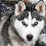 Husky with blue eyes in the snow cross stitch kit for beginners