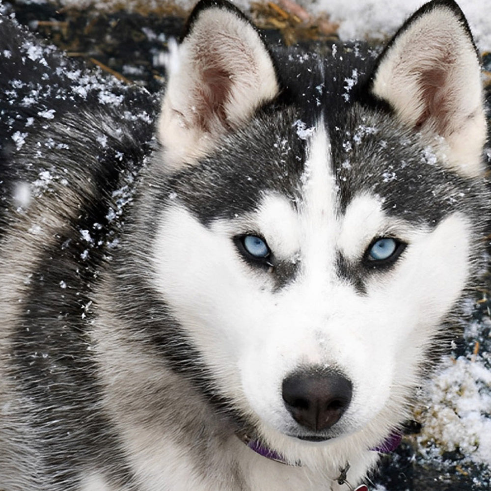 Husky with blue eyes in the snow cross stitch kit for beginners