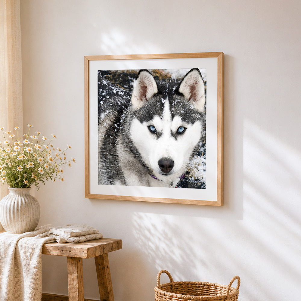 Husky with blue eyes in the snow cross stitch artwork displayed on wall as home decor