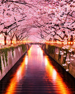 Illuminated cherry blossom tunnel cross stitch kit for beginners