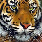 Intense bengal tiger face close-up cross stitch kit for beginners