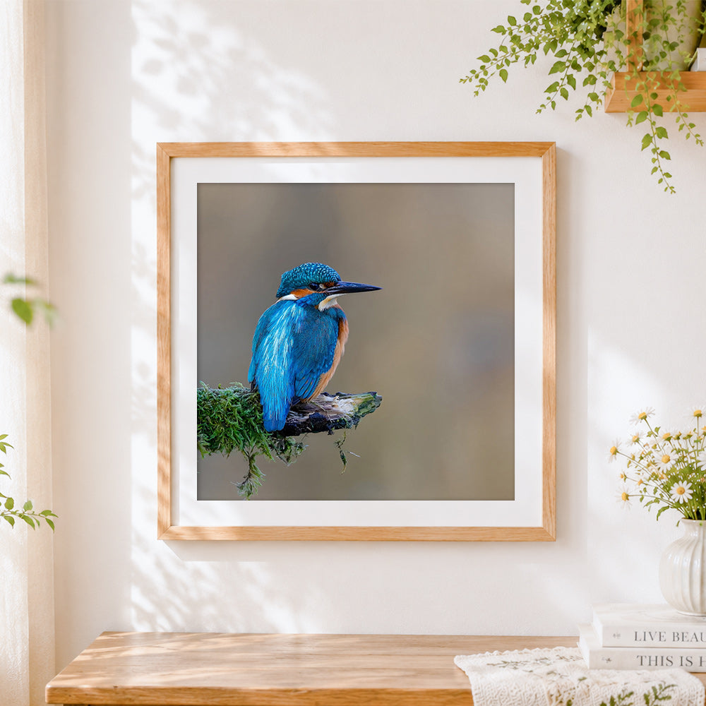 Finished kingfisher bird on branch cross stitch artwork displayed