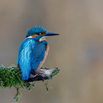 Kingfisher bird on branch cross stitch kit for beginners