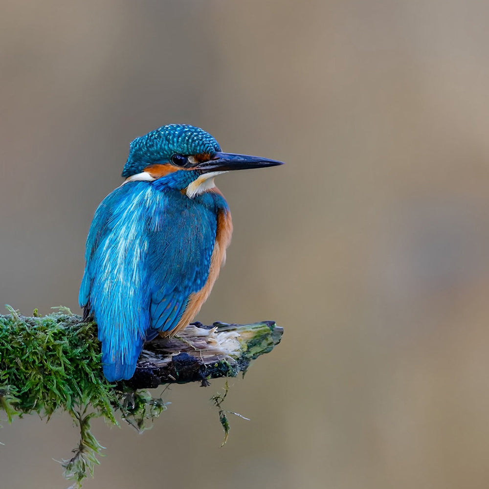 Kingfisher bird on branch cross stitch kit for beginners