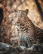 Leopard in natural habitat paint by numbers kit for beginners