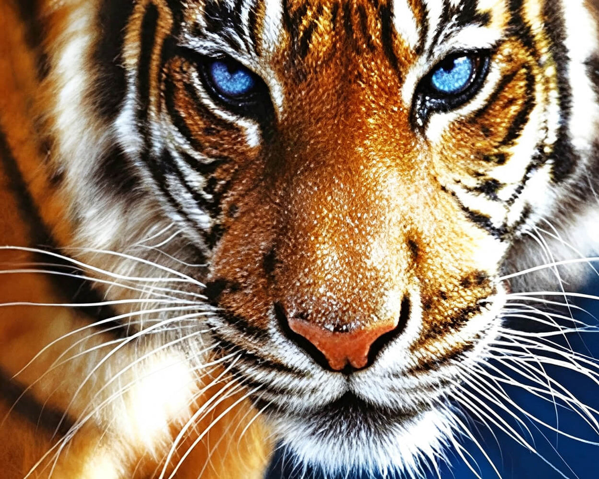 Majestic bengal tiger with blue eyes cross stitch kit for beginners