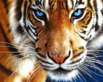 Majestic bengal tiger with blue eyes cross stitch kit for beginners