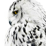 Majestic snowy owl close-up paint by numbers kit for beginners