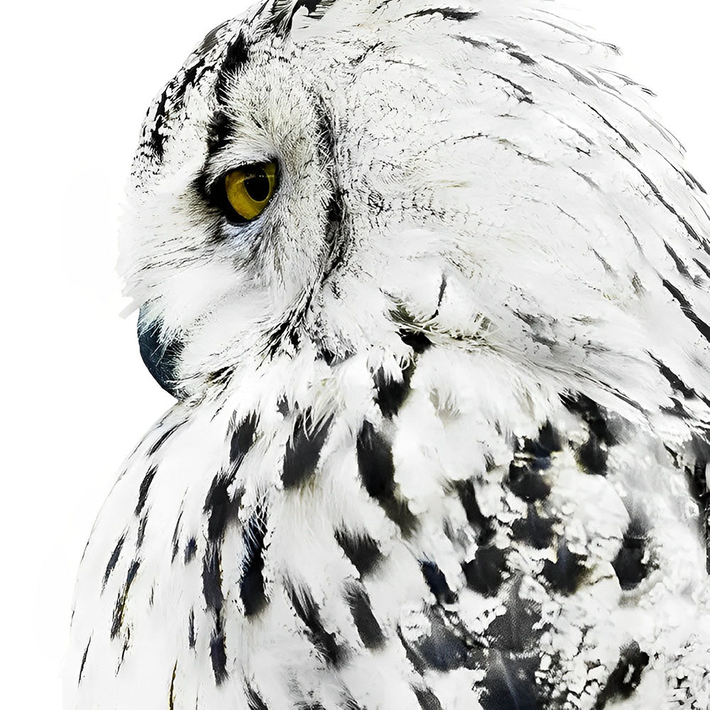 Majestic snowy owl close-up paint by numbers kit for beginners