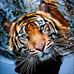 Majestic tiger swimming in water cross stitch kit for beginners