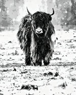 Monochrome highland cow in snow paint by numbers kit for beginners