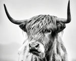 Monochrome highland cow portrait cross stitch kit for beginners