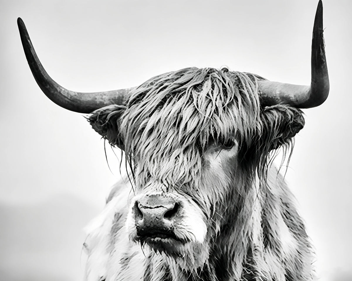 Monochrome highland cow portrait cross stitch kit for beginners