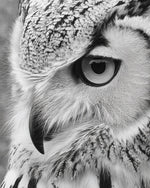 Monochrome owl eye close up cross stitch kit for beginners