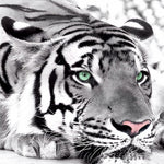 Monochrome tiger with green eyes cross stitch kit for beginners