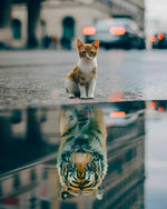 Orange cat water reflection cross stitch kit for beginners