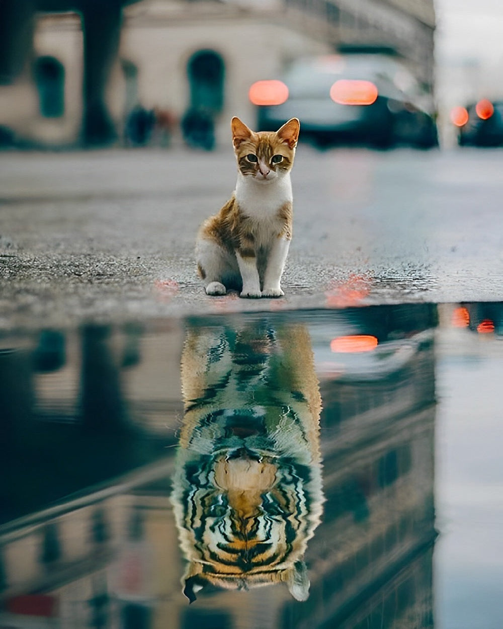 Orange cat water reflection cross stitch kit for beginners