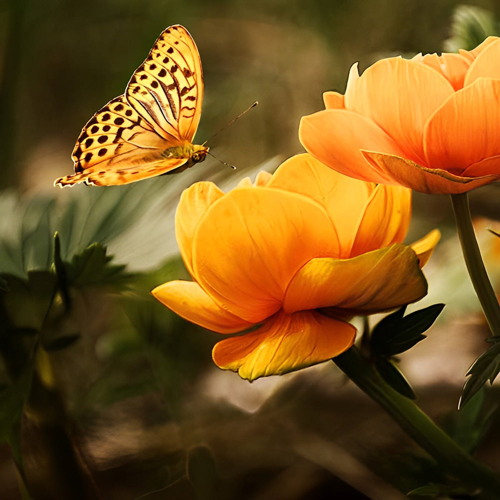 Orange ranunculus and butterfly cross stitch kit for beginners
