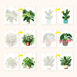 Before and after examples of six botanical paint by numbers designs, including monstera, cactus and leafy houseplants
